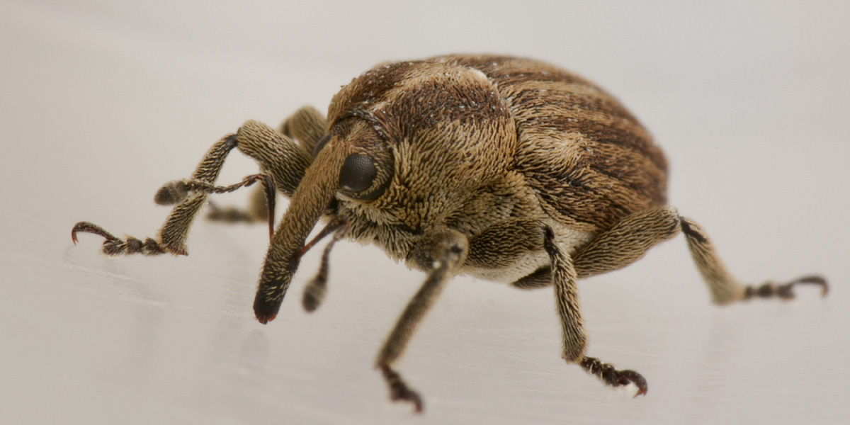 Curculionidae: Tychius sp?   No, Sibinia pellucens